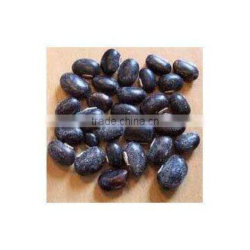 Mucuna Extract