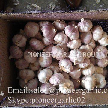 2017 Crop Purple Red Normal White Garlic 5.5cm In Carton Box Mesh Bag photo-5