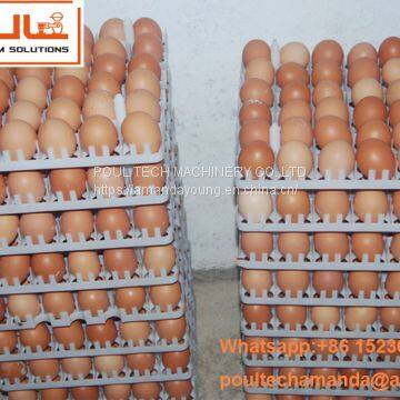 Ecuador Poultry Chicken Farm - A Type Battery Breeding Chicken Cage & Hot Galvanized Cage with 90 birds