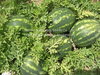 Cery Chinese Crimson Oval Watermelon Seed