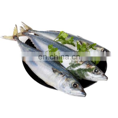 china factory chub mackerel frozen pacific mackerel fish blue mackerel