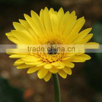 Wide variety Champagne champagne of gerbera jamesonii