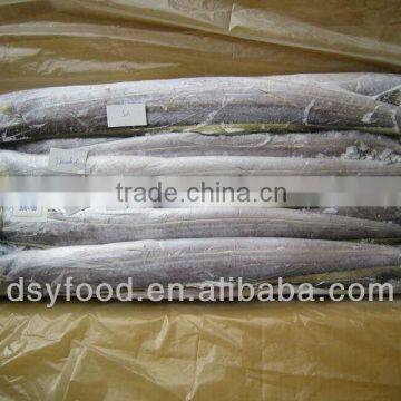 Frozen Ribbon Fish