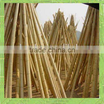 Yellow bamboo pole