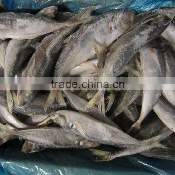 Jack Mackerel Fish