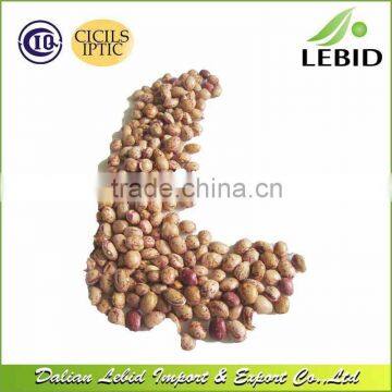 Dried Style And Kidney Beans Product Type Xinjiang Origin LSKB