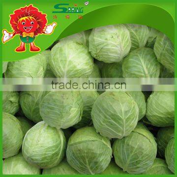 Chinese green cabbage round cabbage