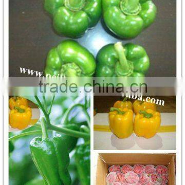 Fresh Red Bell Pepper high quality