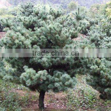 The Decoration Plant Pinus Parviflora Seedling