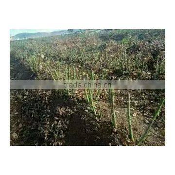 2 -5 Years and 30-120cm Rosa Rugosa Seedlings For Beautiful Roses photo-2