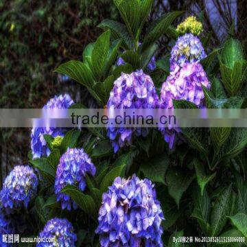 Wholesale Cheap Fresh Cut Hydrangea Flowers photo-2