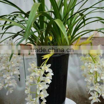 Horticultural Grade Diatomaceous Earth Potting Soil and Hydroponic Growing Medium photo-2