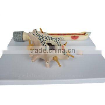 Neuron Education Human Body Biological Model Teaching Aids photo-2
