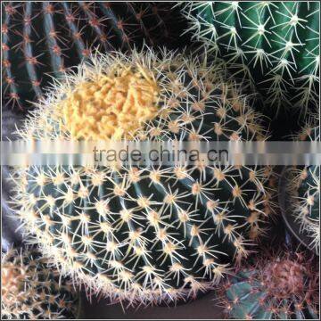 High quality export artificial cactus ball fake cactus plant