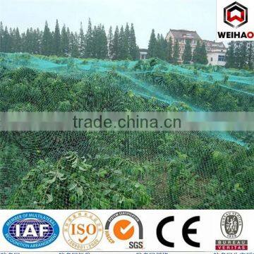 Factory Anti-bird Mesh/plastic Net photo-2