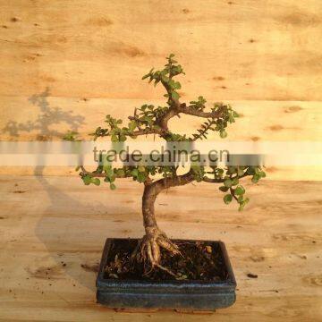 Portulacaria Afra ( Jade Plant) Bonsai S Shape photo-3
