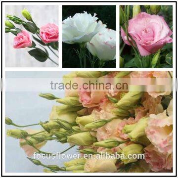 high quality fresh lisianthus cut fresh eustoma from China