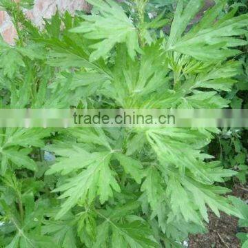 Gmp Approved Mugwort Oil/absinthe Oil photo-1