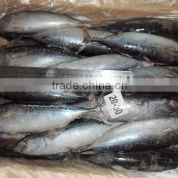 Frozen Auxis tapeionsoma fish for sale