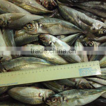 Whole Round Scad Fish Price