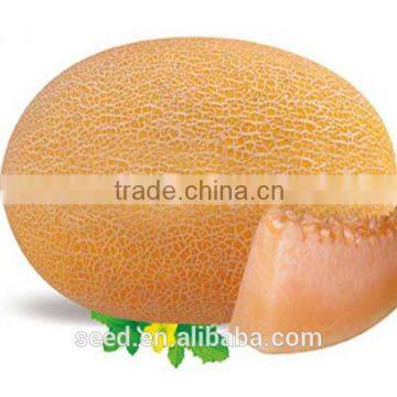 Xing Ha hybrid red melon seeds