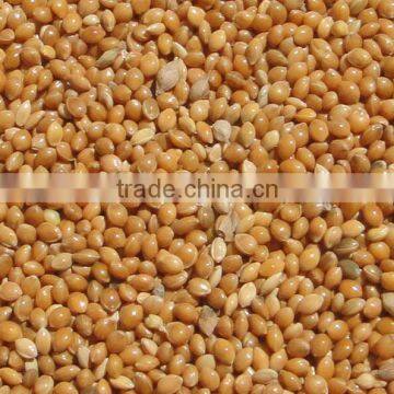 yellow millet brid food