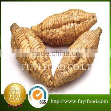 Chinese vegetable fresh arrow root on sale