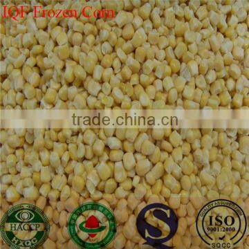 IQF frozen sweet corn