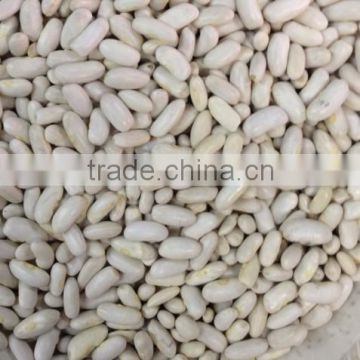 white kidney beans long shape,white beans,kidney beans,alubia beans,long shape