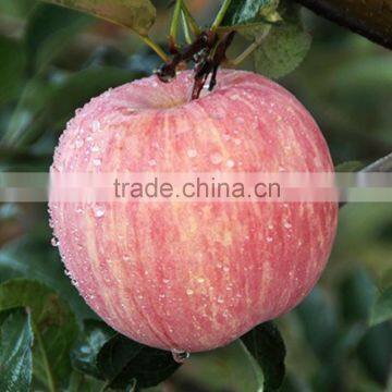 china 2015 fuji apples wholesale fruit prices