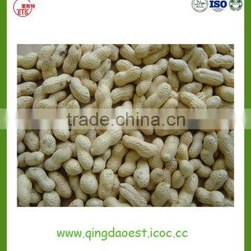 Peanut in Shell photo-5