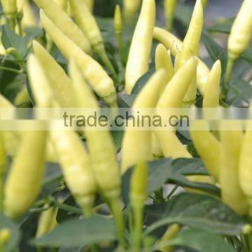 Hot sale hybrid yellow chili pepper seeds-Xin Shu