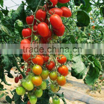 Hot sale hybrid F1 pink cherry tomato seeds-Qian Xi 900