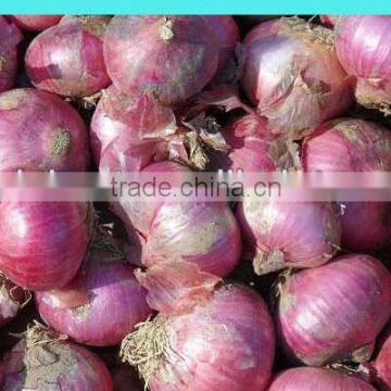 Chinese Fresh red Onion