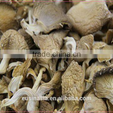 dry cultivated mushroom dry oyster mushroom