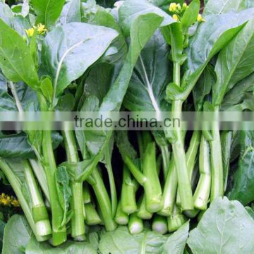 CS05 Dongzhu 90 days green choy sum seeds, Chinese vegetable seeds