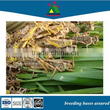 Locust Tub Sanimal Tortoise Food Feed