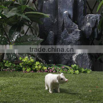 white color small size guinea pepa pig