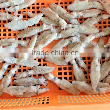Frozen Chinese Baby Squid Loligo Japonica photo-2