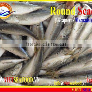 FROZEN MARUADSI (ROUND SCAD) photo-2