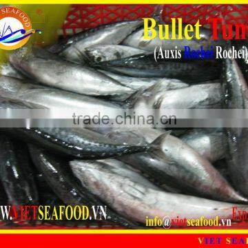 FROZEN BULLET TUNA