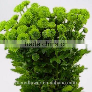 2017 Newest Chrysanthemum Fresh Cut Flowers Chamomile Green photo-4