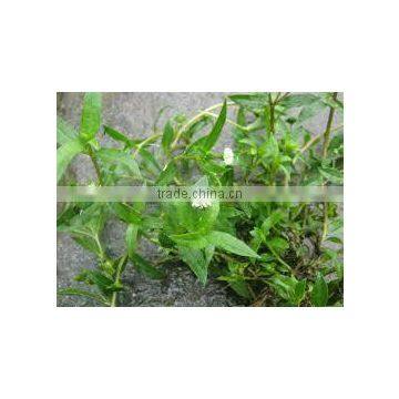 Superior Quality of Eclipta Alba