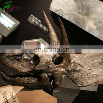 Artificial triceratops dinosaur head fossil