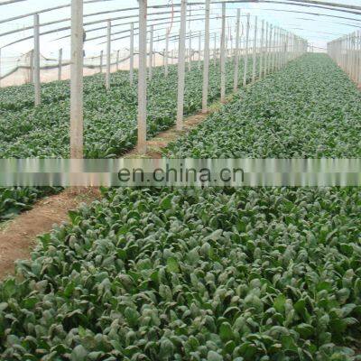 Sinocharm A Grade IQF Chopped Spinach Frozen Spinach Fresh Green photo-3