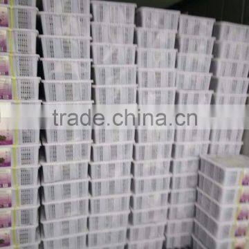 Frozen Seaweed Food Flavored Kelp Cut Seaweed Buyer photo-5