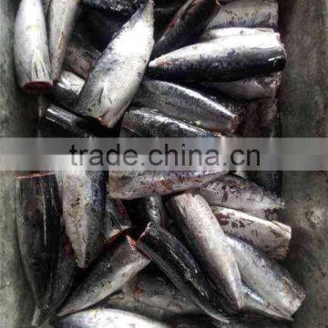 HACCP EU HGT Frozen Bonito Fish and Auxis Thazard