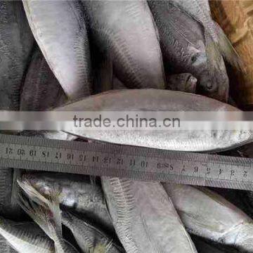 Frozen Horse Mackerel/Scad Mackerel/Jack Mackerel