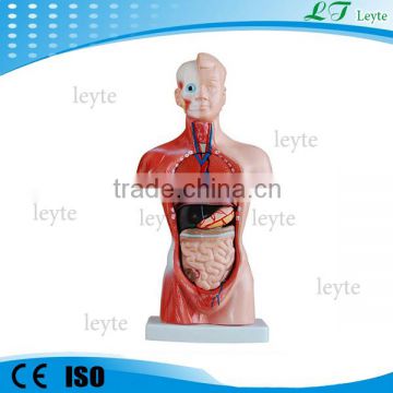 XC-203 15 Parts 26CM anatomical medical human body Torso model