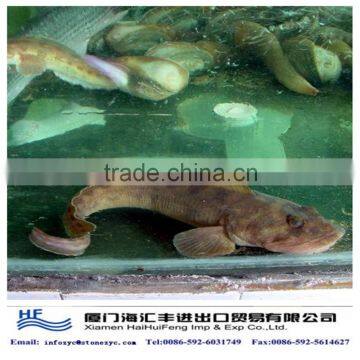 catfish exporters